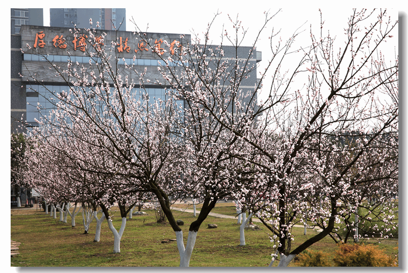 春满校园（庞利红/摄）
